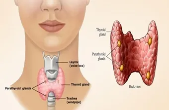 thyroid, thyroid gland, thyroid gland function, thyroid disease