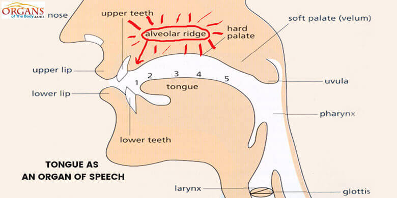 Tongue as an Organ of Speech