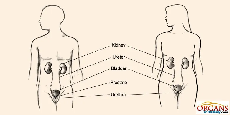 Urethra Location in Human Body