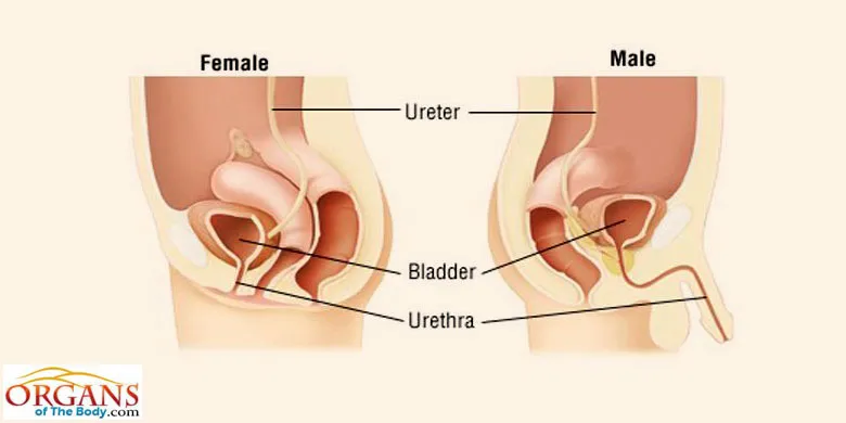 Urethra