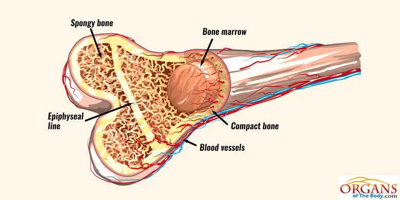 What is Bone Marrow?