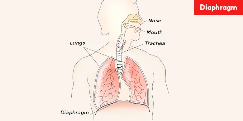 what-is-diaphragm