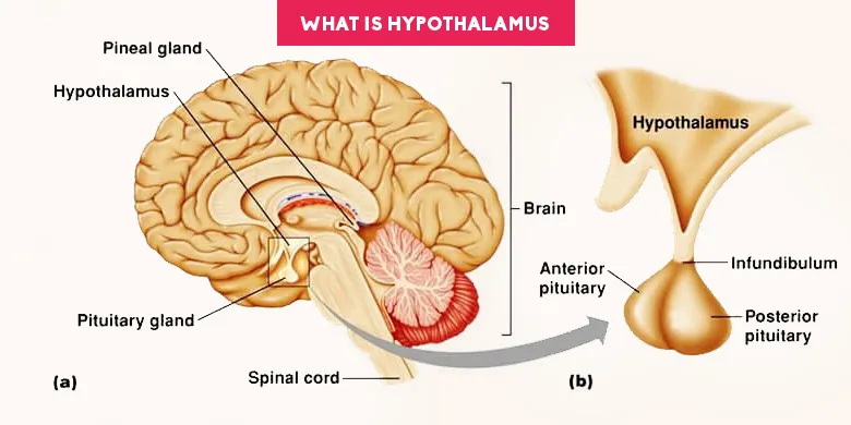what is hypothalamus