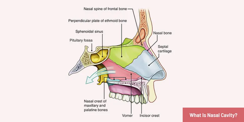 what is nasal navity