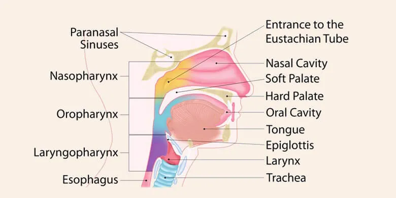 what is pharynx