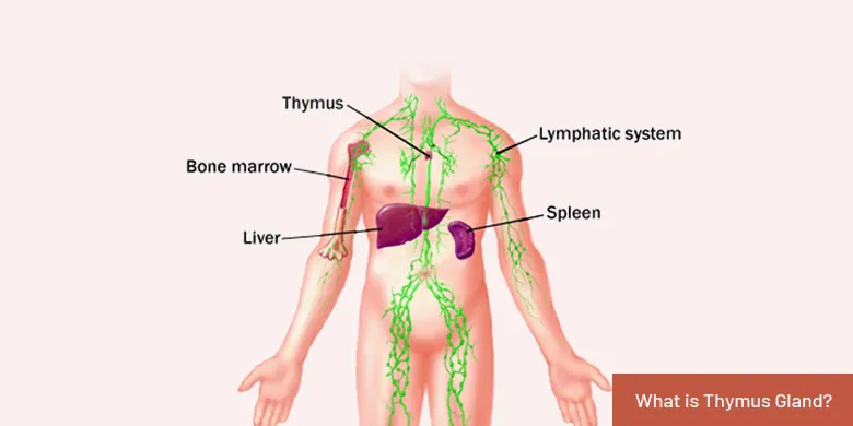 what is thymus gland