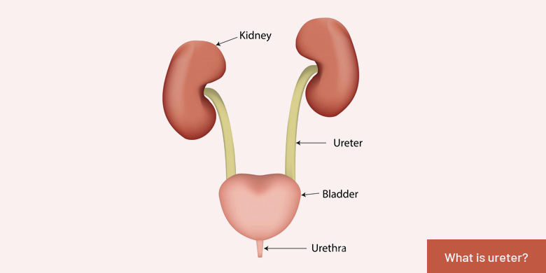 Ureter Parts And Ureter Function