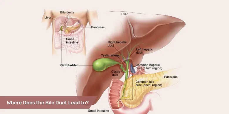 Where Does the Bile Duct Lead to?