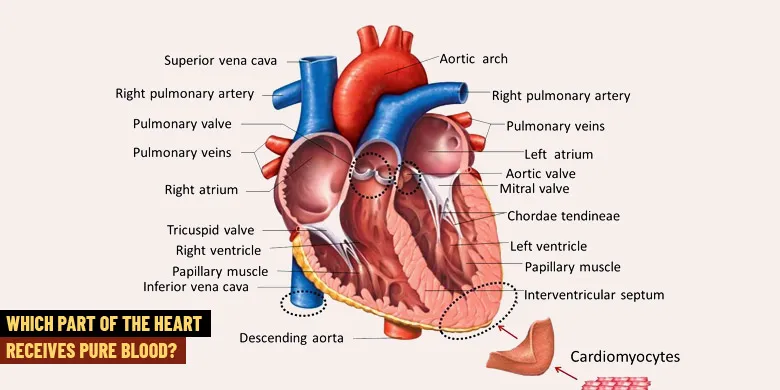 Which Part of the Heart Receives Pure Blood?